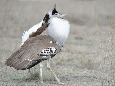 Tanzania Birding Safari