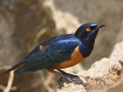 Tarangire National Park Birding Day Tour