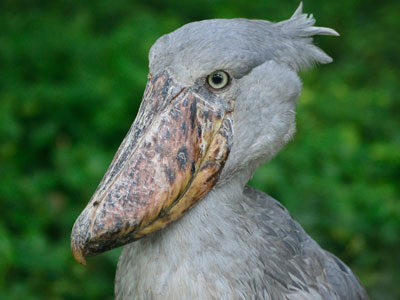 Uganda Birding Tour 