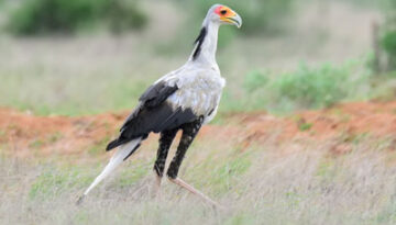 DSC_1218-TSAVO-EAST