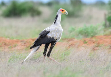DSC_1218-TSAVO-EAST