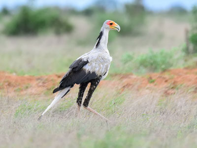 Uganda and Kenya Birding Tour