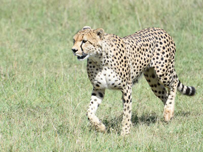 Beautiful Wildlife