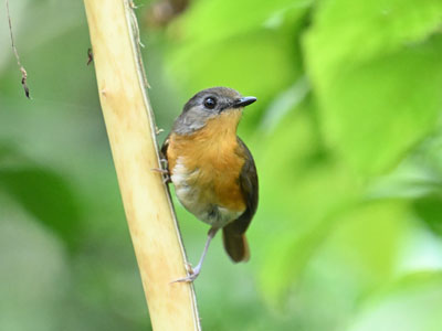 Uganda Birding Tour