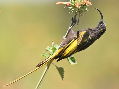 Uganda and Kenya Birding Tour