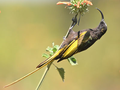 Z62_2529 Tanzania Birding Tour
