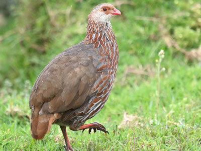 Kenya Birding Tour 