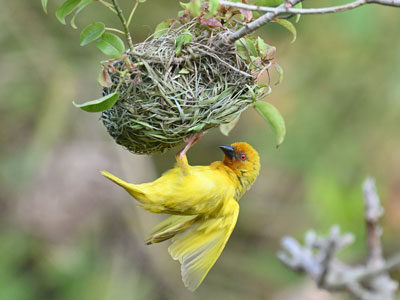Z62_8714 Zanzibar Island Birding Day Tour