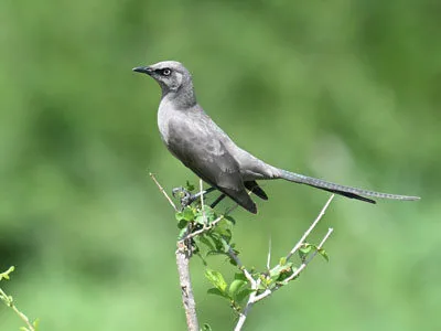 Tanzania Birding Tour 