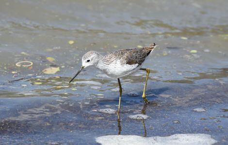 Birding Tours in Kenya