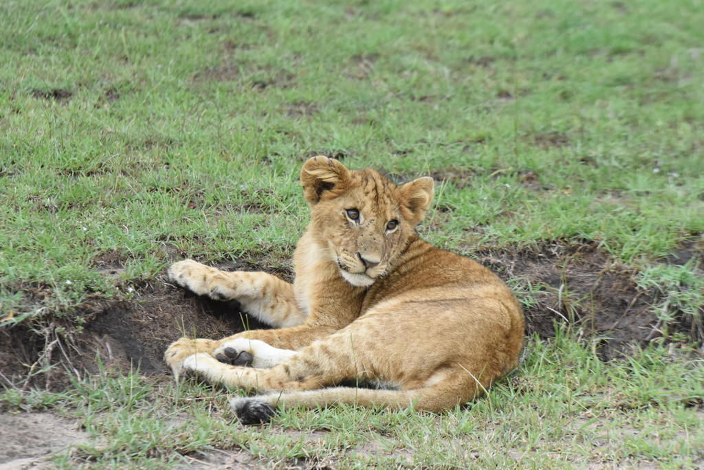 Birding Tours in Kenya