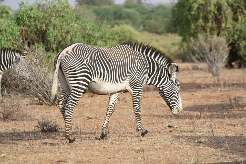 Birding Tours in Kenya