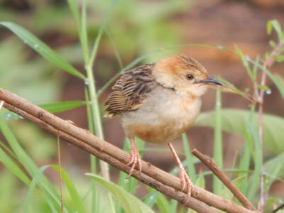 Birding Tours and Safaris in Kenya