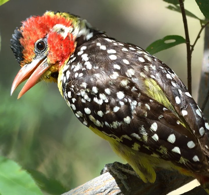 Kenya Birding Tour