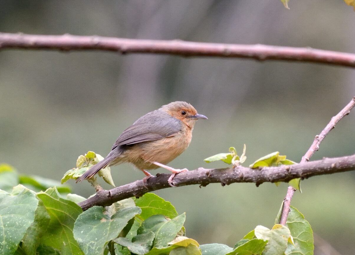 Karura Forest Birding Tour