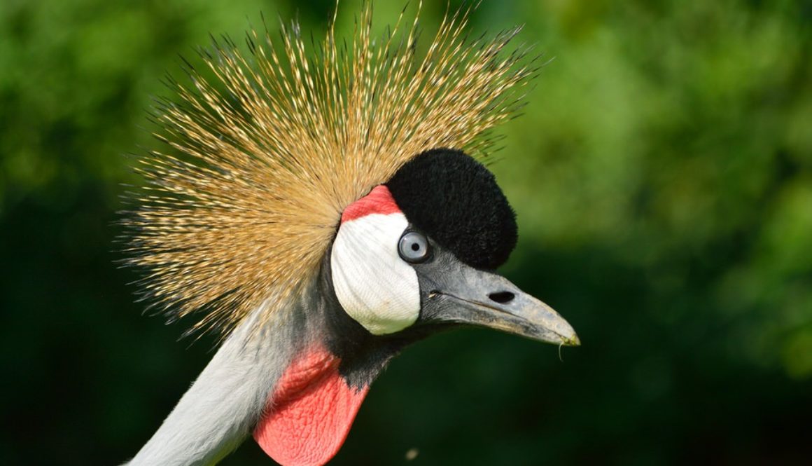Uganda Birds Photography Safari