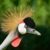 Uganda Birds Photography Safari