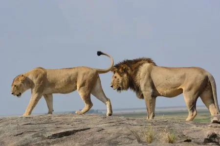 Wildlife Safari
