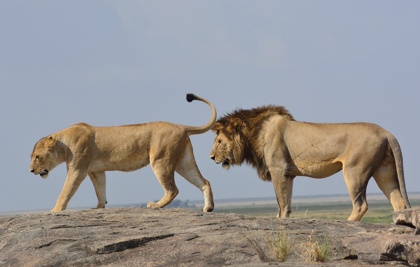 Birding Tours and Safaris in Kenya