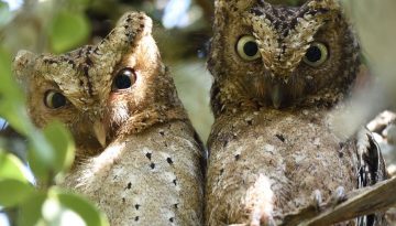 Usambara Endemics Birding Tour