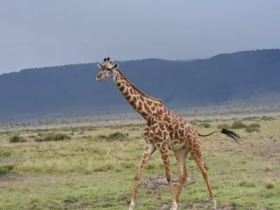 Masai Mara Great Migration Photography Safari