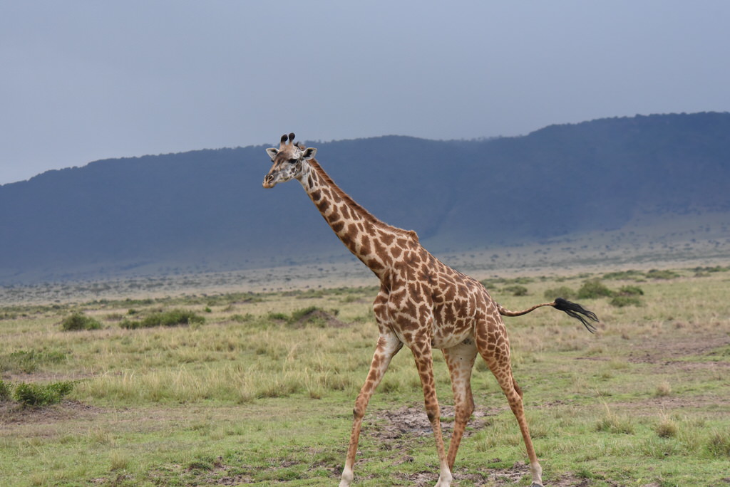 Masai Mara Great Migration Photography Safari