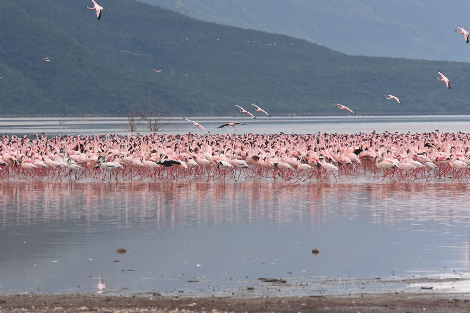 Olorgesailie Pre-Historic Site and Lake Magadi Tour