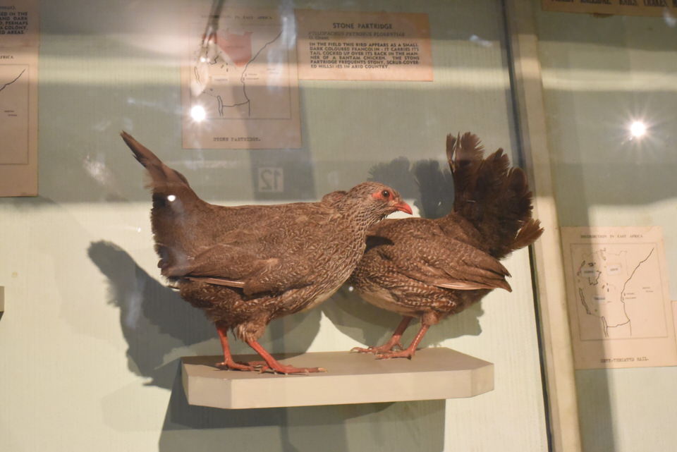 Nairobi National Museum Tour