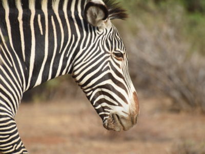 Kenya Wildlife Safari