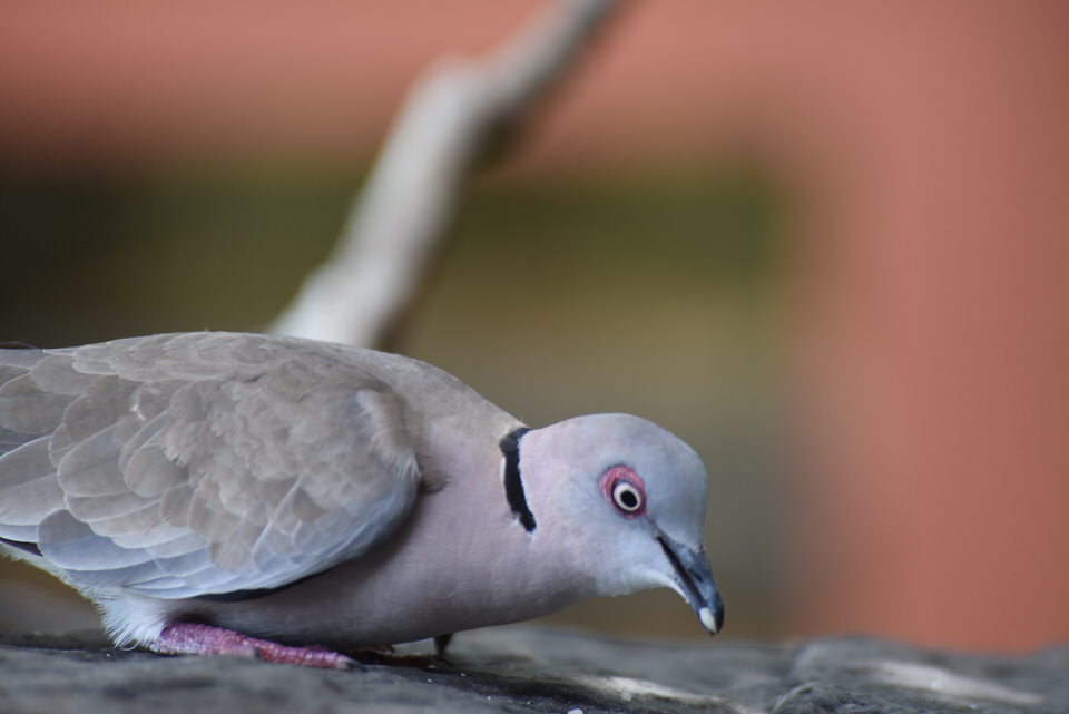 Southern Tanzania Birding Tour