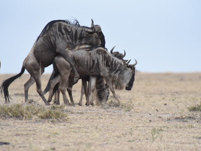 Serengeti Wildebeest Calving Season Photography Safari