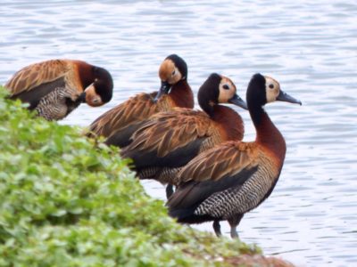 Western Kenya Birding Tour 