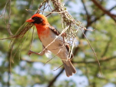 Rwanda Birding Tour