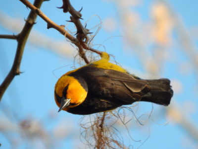 Kenya Birding Safari