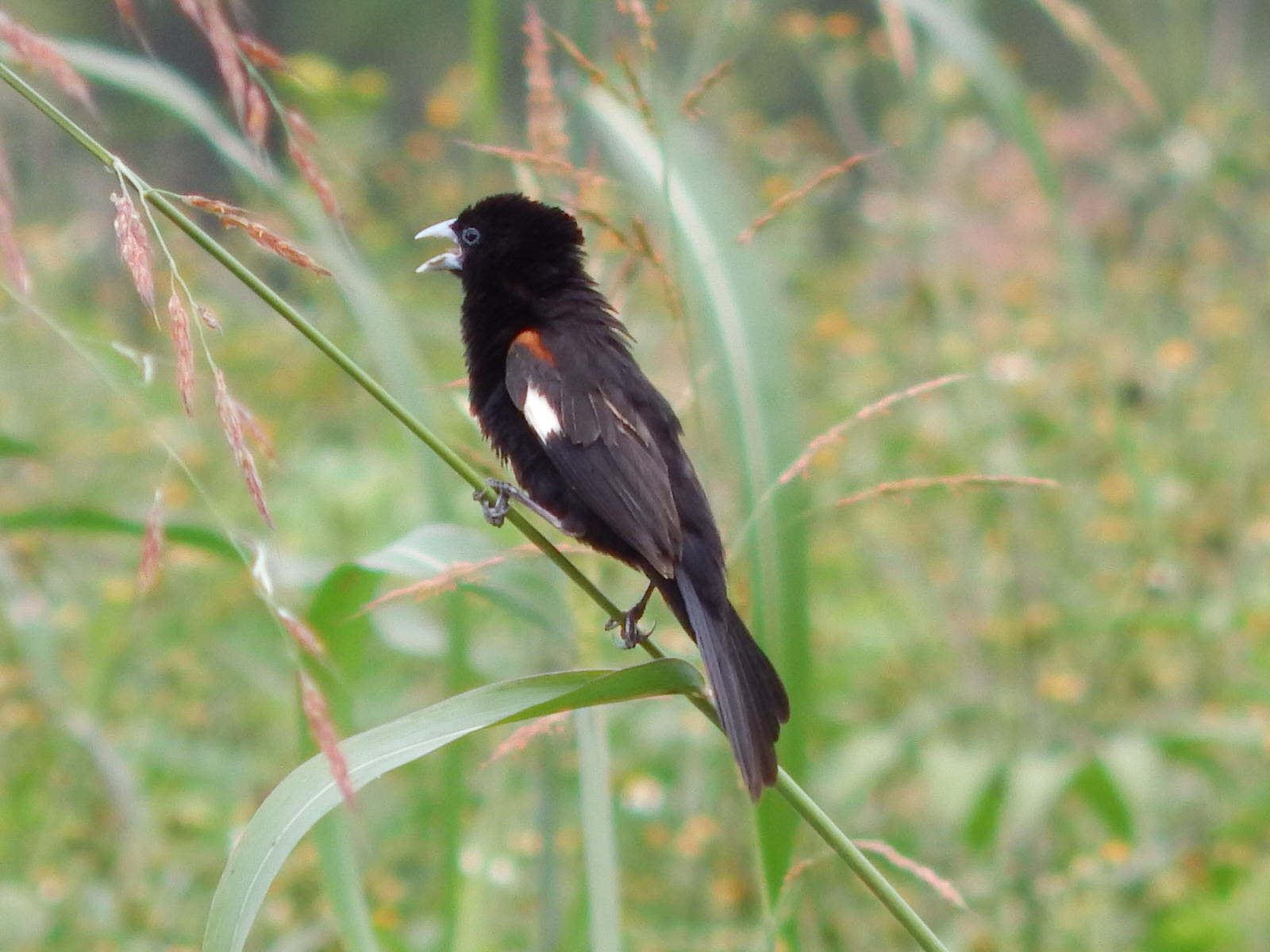 Kenya Birding Safari