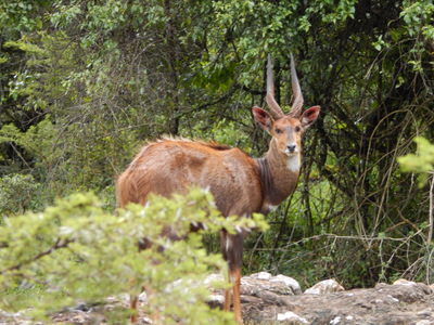 Kenya Wildlife Tour