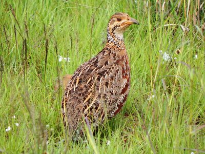 Nairobi National Park Day Tour