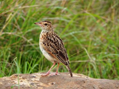 Nairobi National Park Day Tour