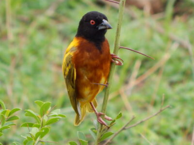 Kenya Birding Safari