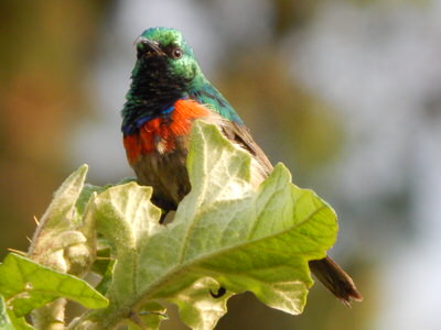 Mt. Kilimanjaro Hiking Tour