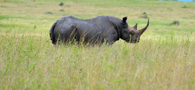 Best of Tanzania Wildlife Safari