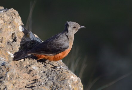 Kenya Birding Safari