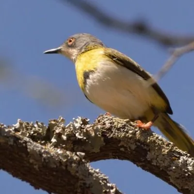 Kenya Highlights Birding Safari
