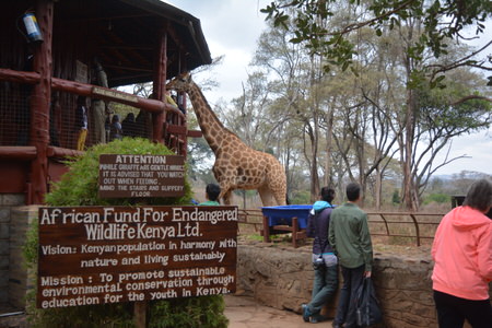 Giraffe Centre Tour