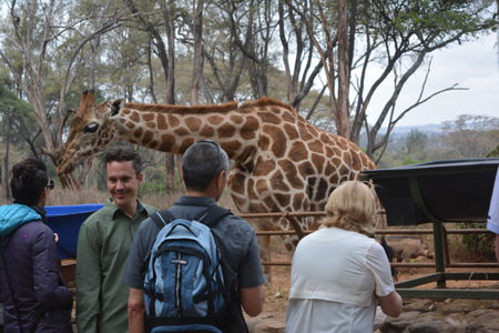Giraffe Centre Tour