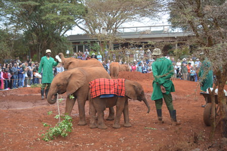 David Sheldrick Elephant Orphanage Tour David Sheldrick Elephant Orphanage Tour