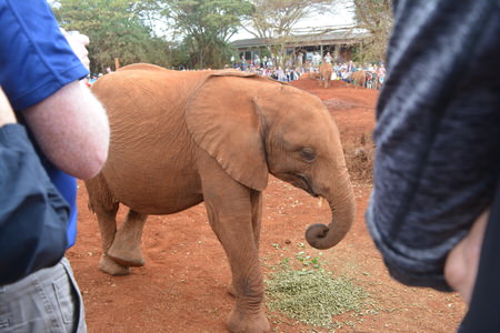 David Sheldrick Elephant Orphanage Tour David Sheldrick Elephant Orphanage Tour