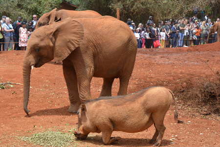 David Sheldrick Elephant Orphanage Tour