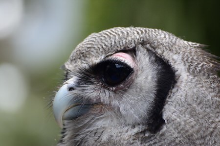 Kenya Birding Safari