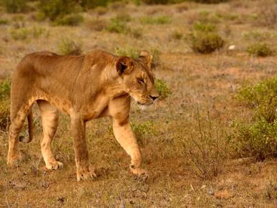 Kenya Wildlife Safari